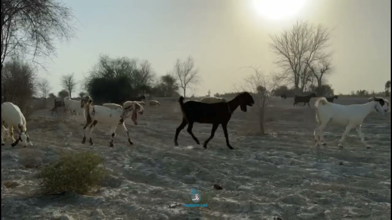 Ramag o Shepánk | balochistanvlogs2020 