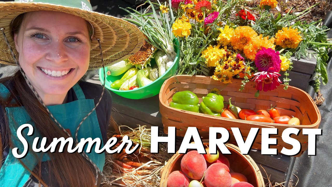 Backyard Garden Harvest: A Calm Escape