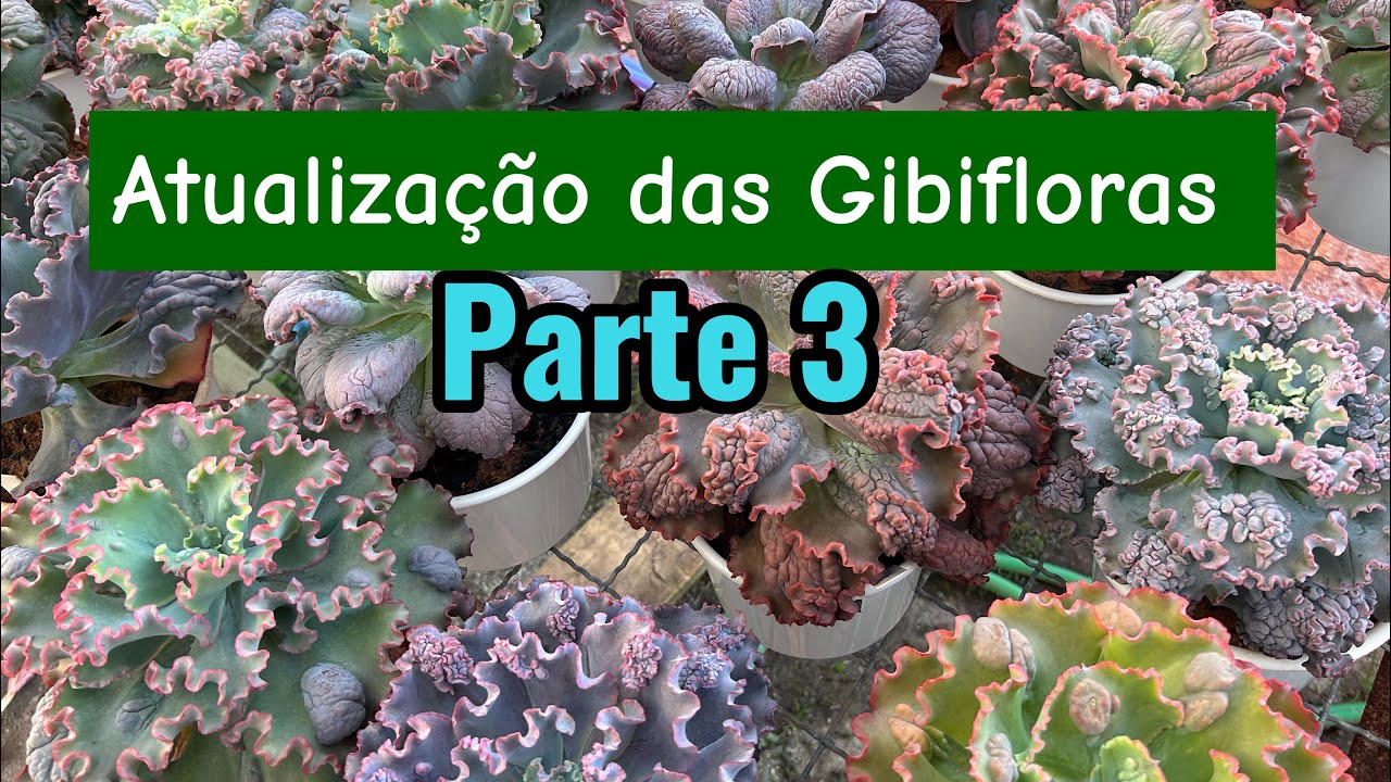 Parte 3 Atualização das matrizes das Gibifloras 