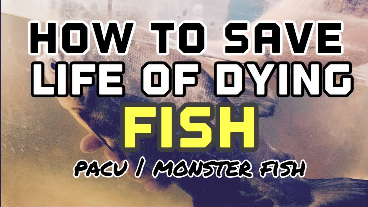 how to save a dying fish | pacu monster fish