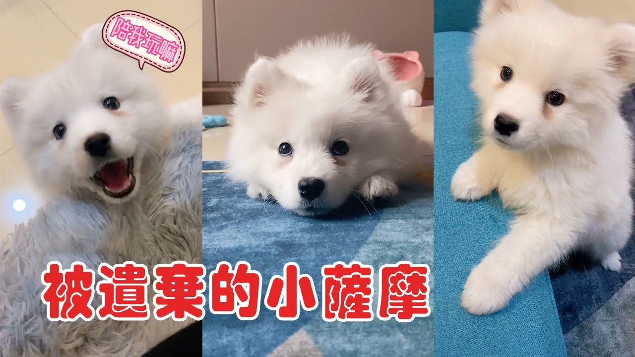 一只患了細小被棄養的小薩摩耶，一路跟著小夥子回了家，面對高昂的治療費，小夥子沒有放棄可憐的狗狗，一直陪伴他長大！