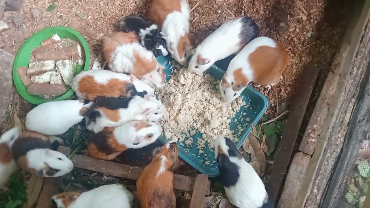 Satu tempat satu jantan marmut. 