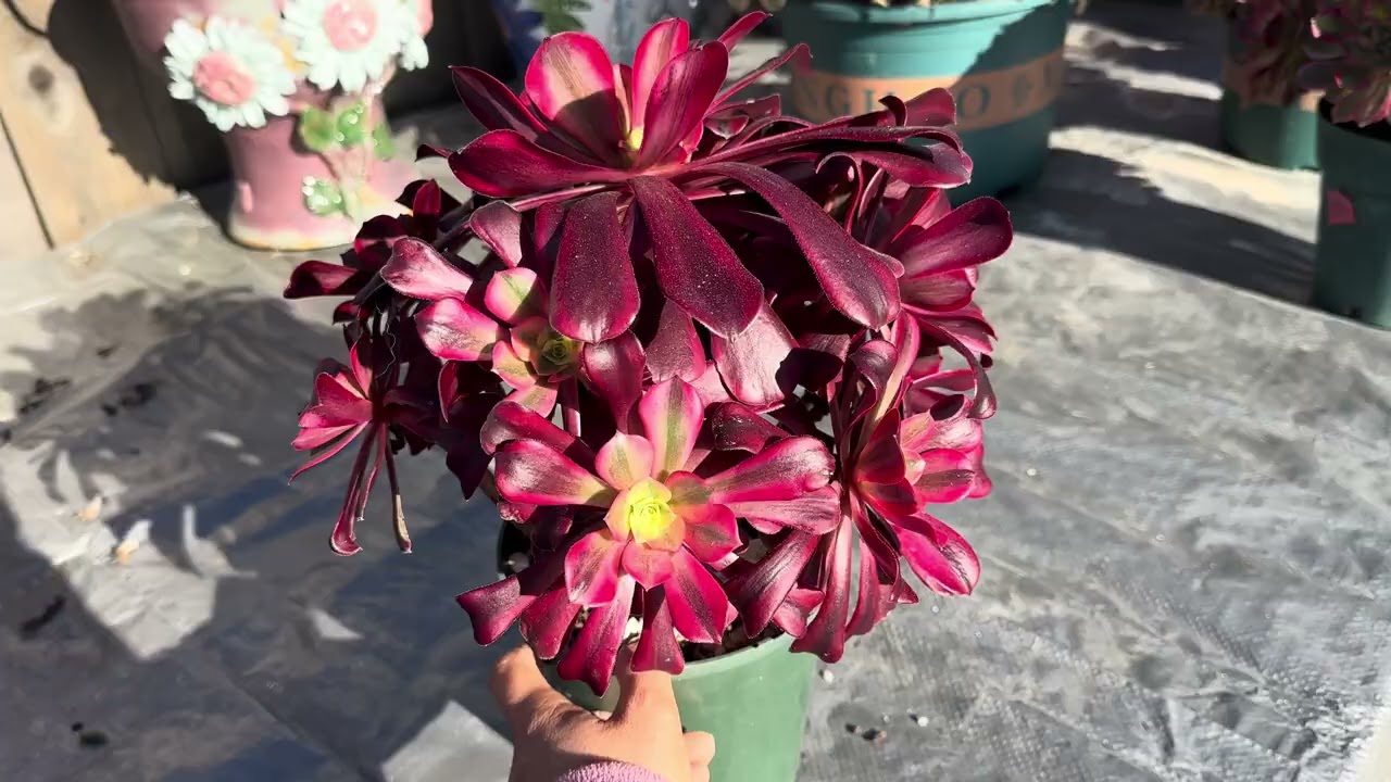 Medusa $45/pot 3 available 