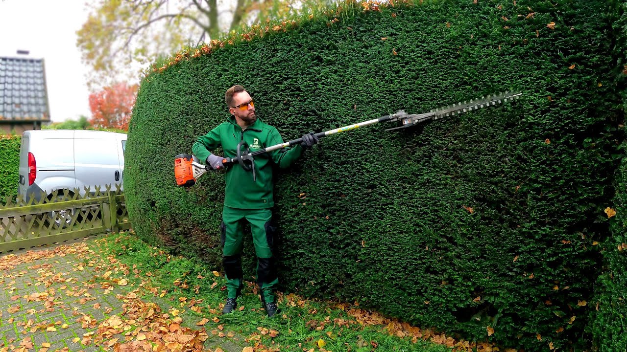 Kustorez. Trimming a Yew hedge part 1