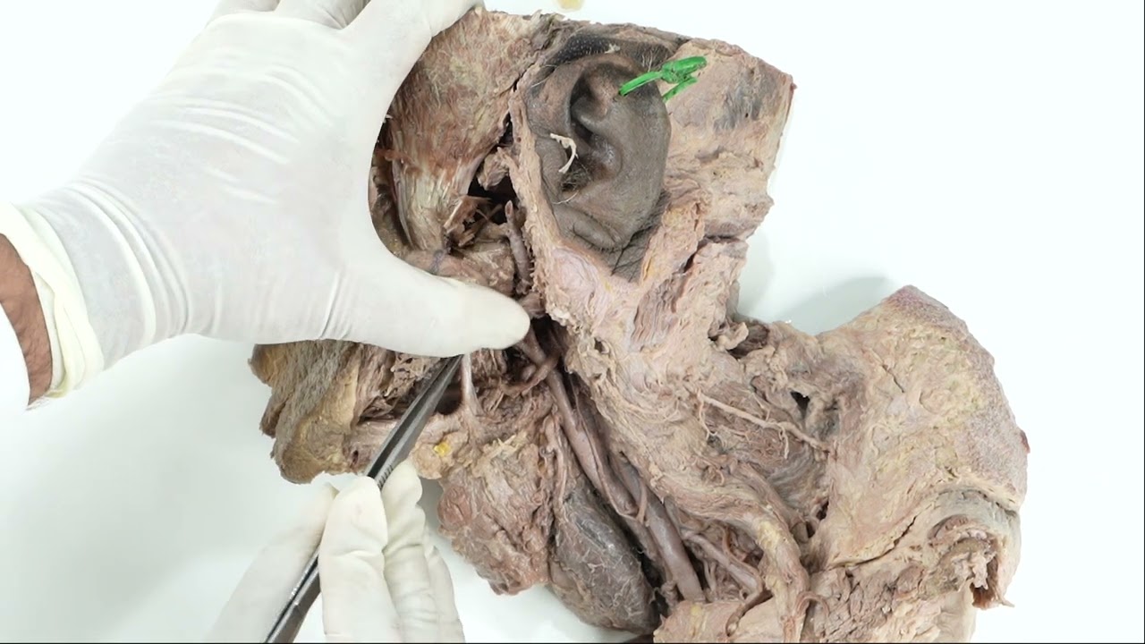 Digastric Triangle_Part 2_Contents