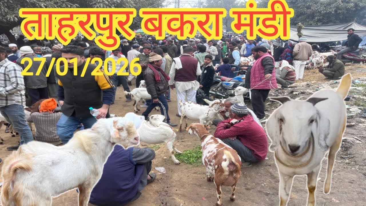 आज का बकरा मंडी रेट ll 27/01/2026 ll Taharpur bakra mandi ll Live Update ll Moradabad UP ll 