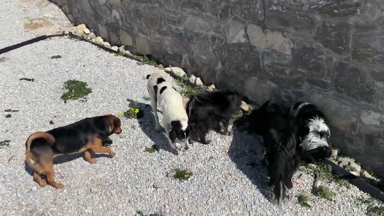 Happy Dogs Start With a Clean Home! - Takis Shelter