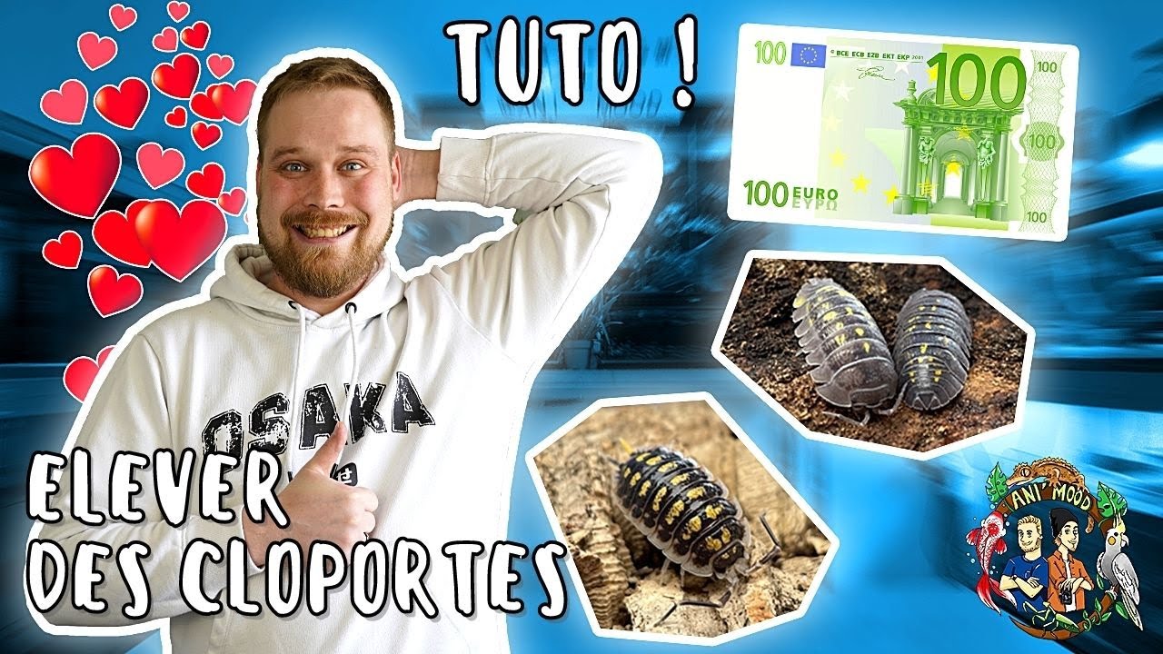 ON A CRAQUE POUR 100€ DE CLOPORTES ! TRUCS & ASTUCES ! [ ANI' MOOD ]