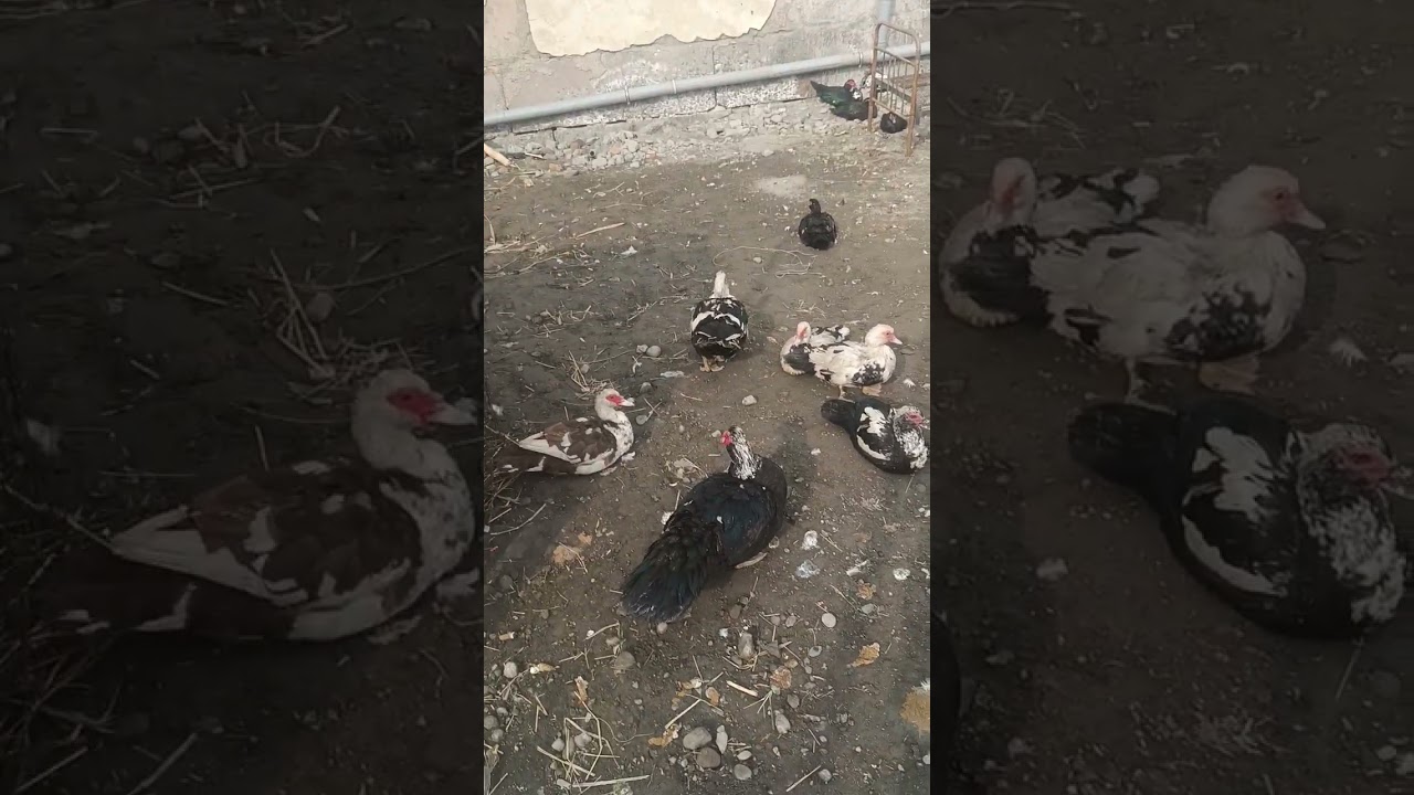 Имронбек индийский урдак бизнес