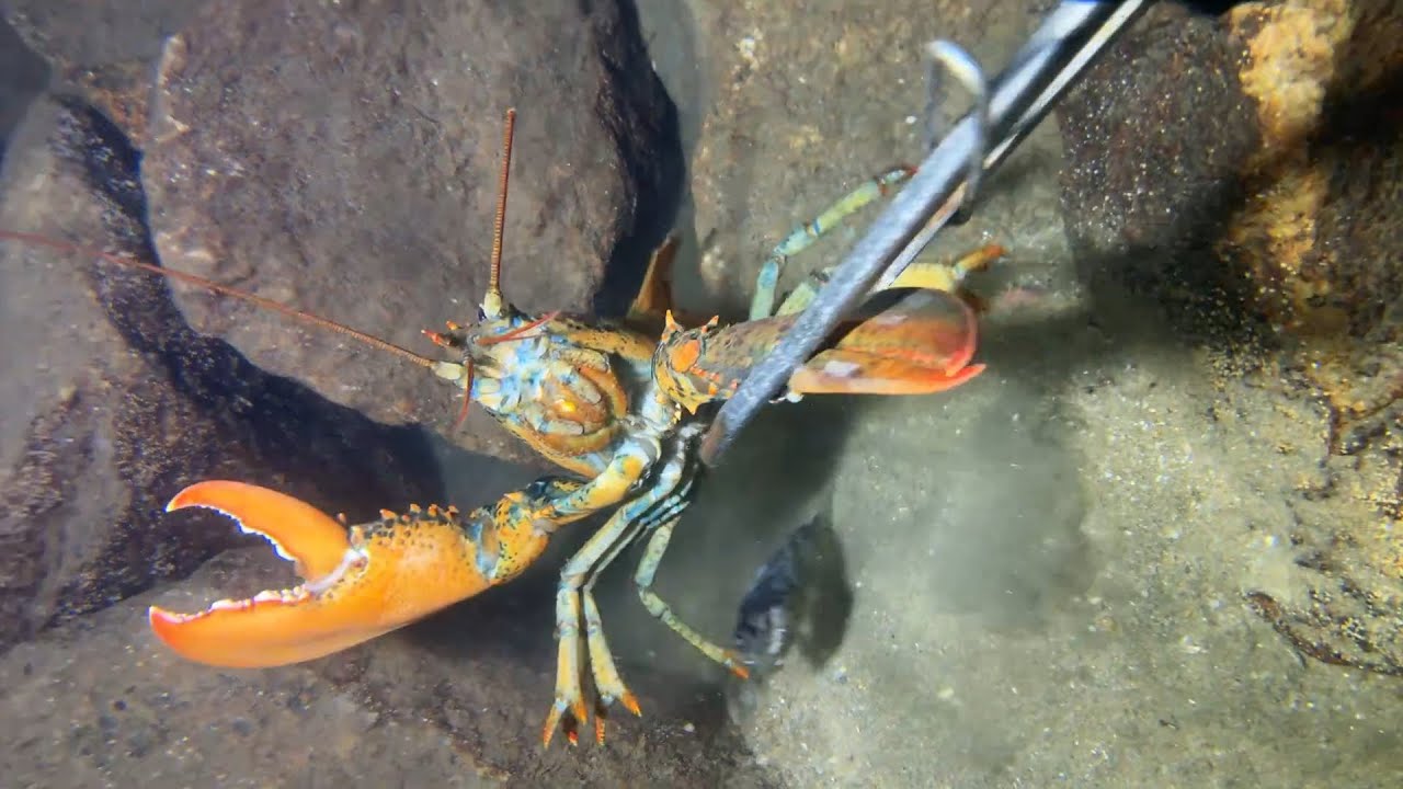 Diving under the sea to catch eels, crabs and sea cucumbers | Part 42