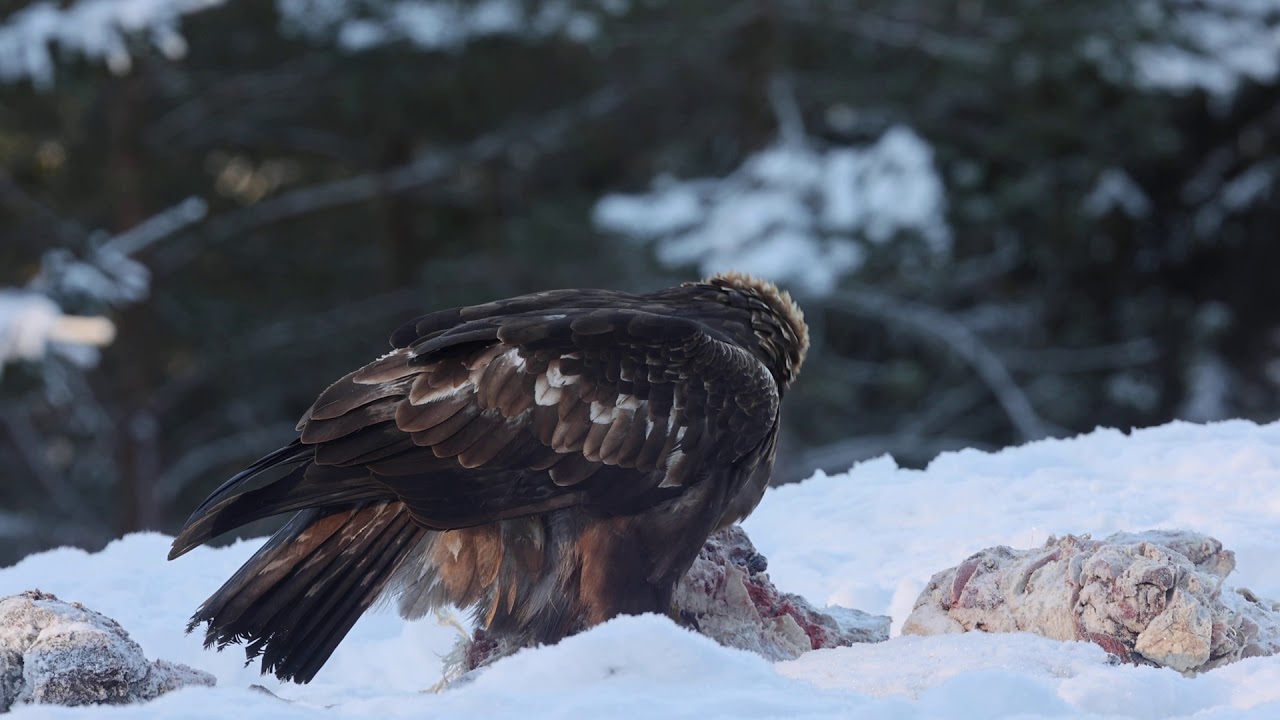 Adult Golden Eagle, Middle Sweden, 210207