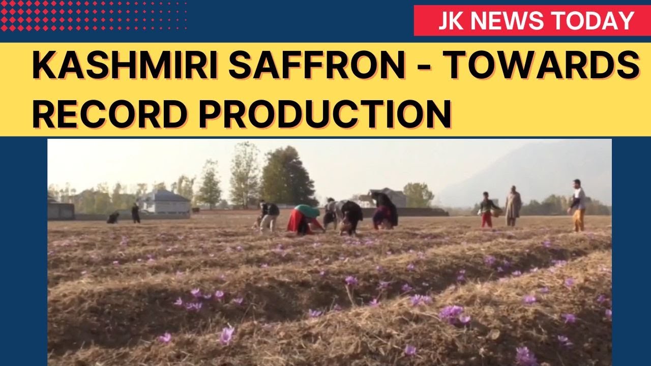 Kashmiri Saffron - Towards record production | JK News Today