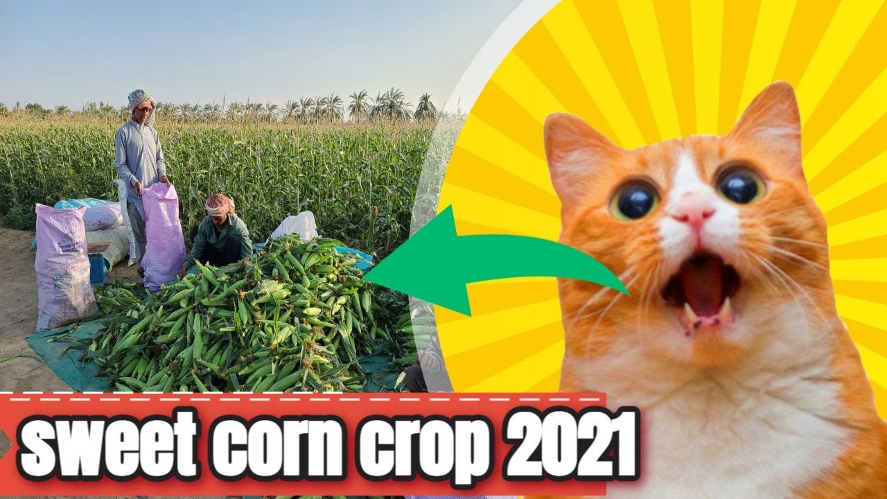 sweet corn crop 2021