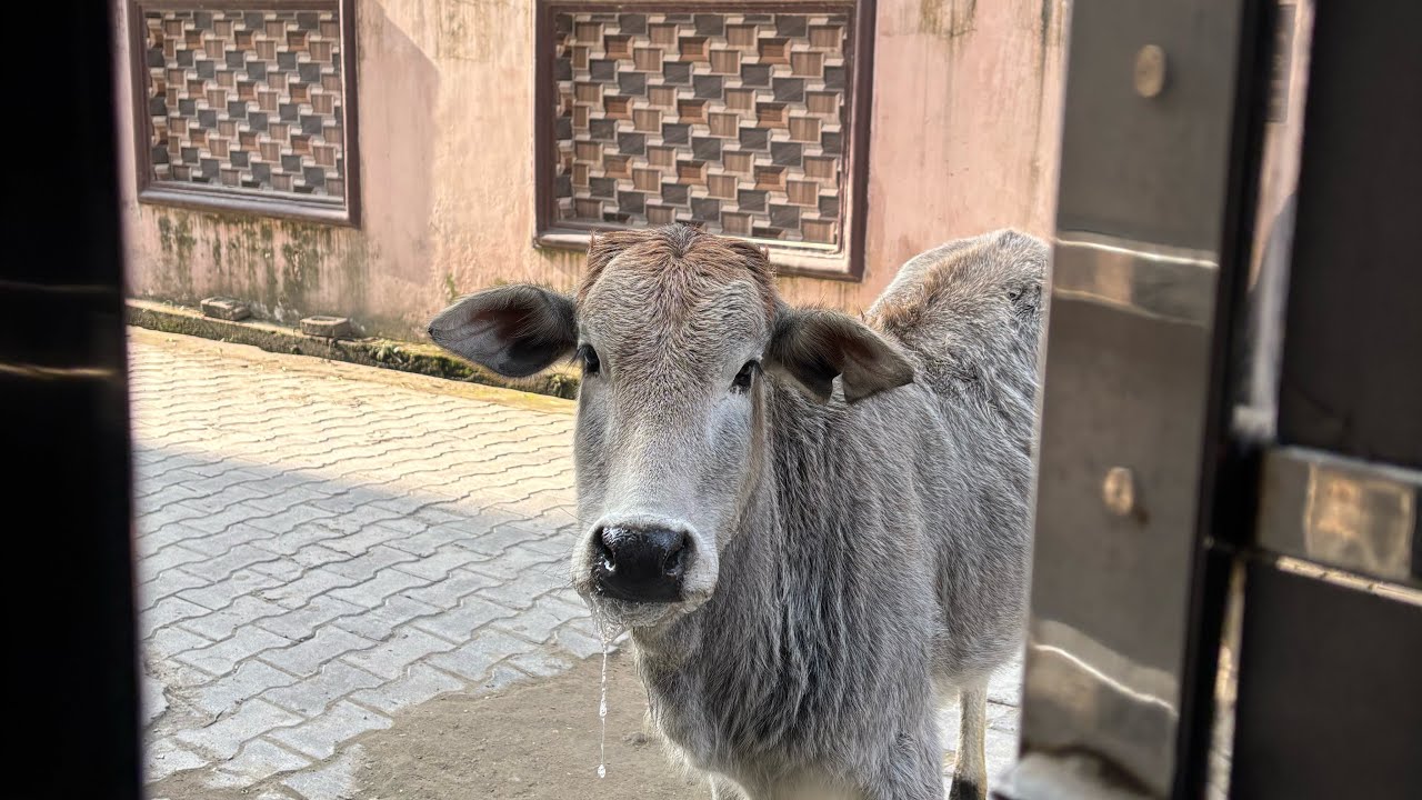 Sick baby cow and mother comes to my home 