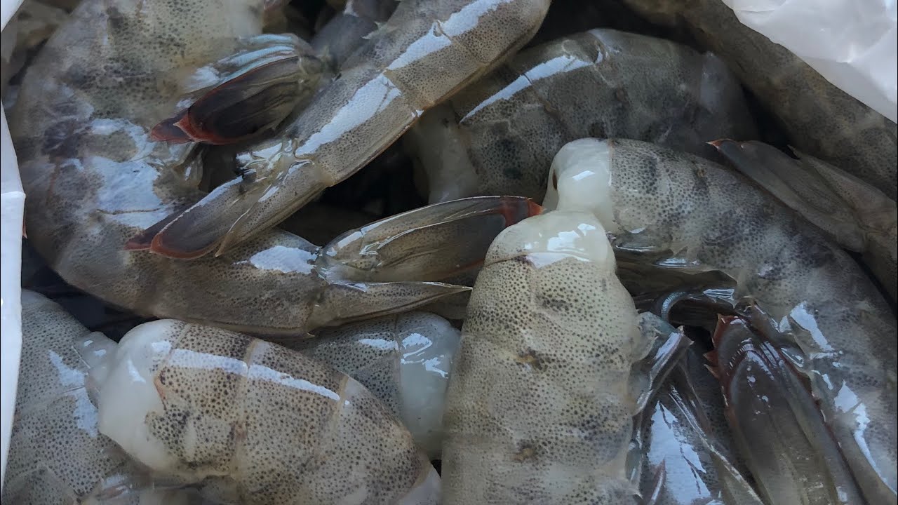 Como congelar camarão em casa