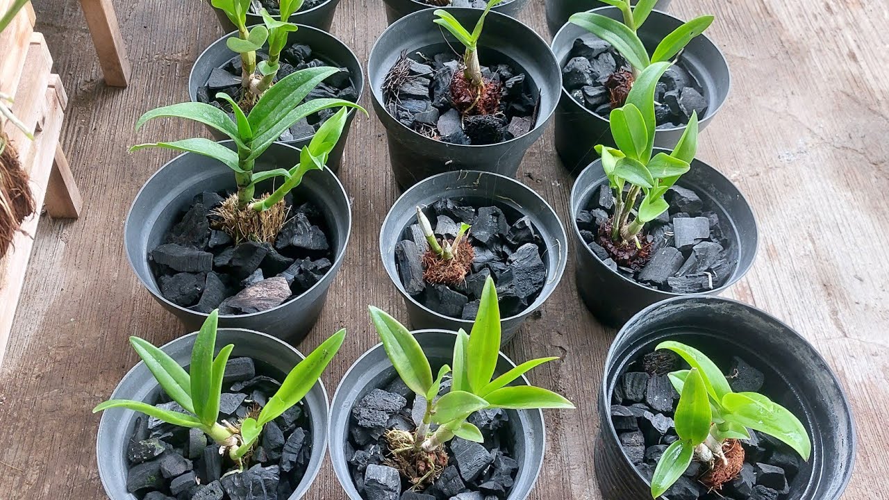 tanam anggrek di pot/ fsr sejak keiki