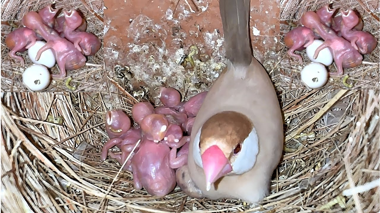 Fawn Java Birds Breeding Setup 99% Breeding Result