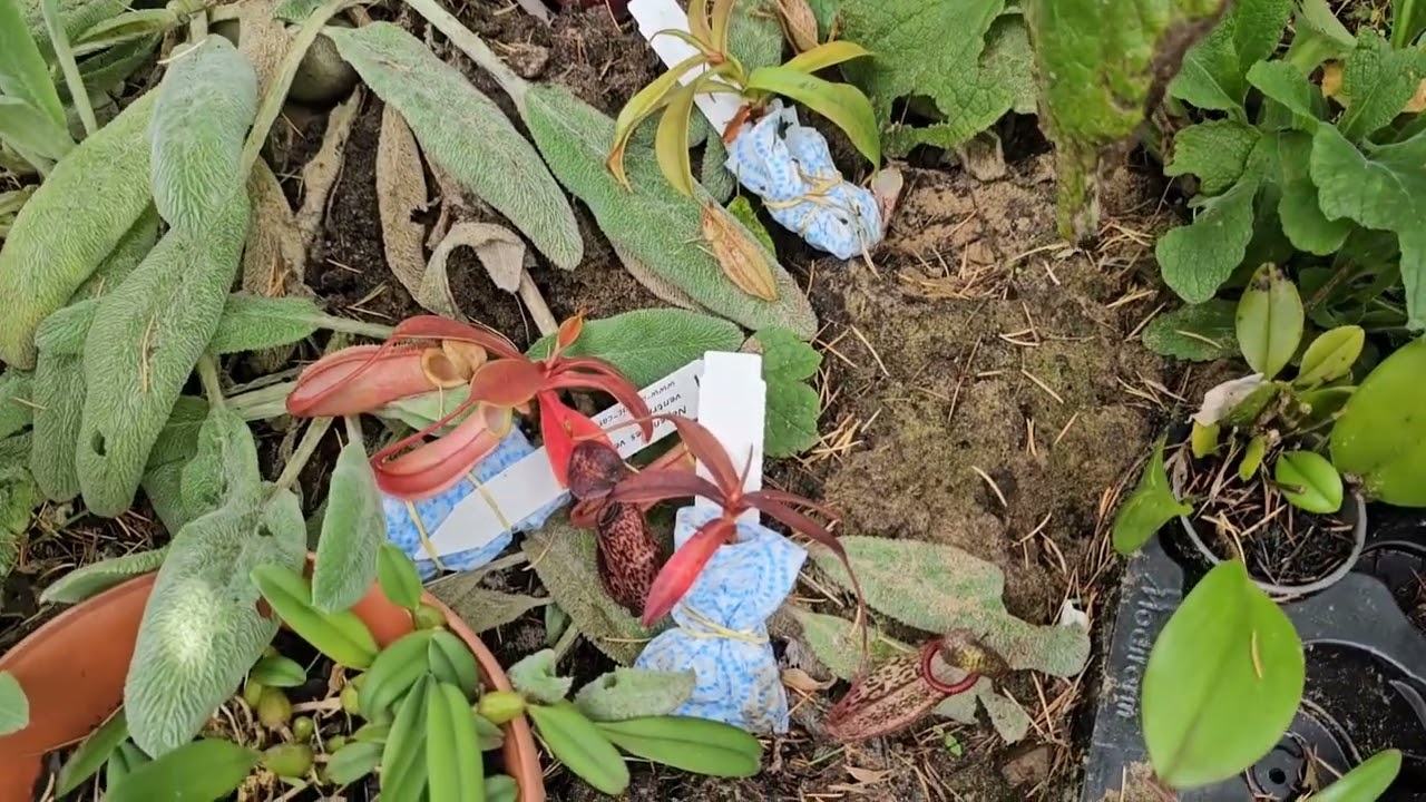 Catt maxima, Paph thaianum, Phal hieroglyphica, more nepenthes etc