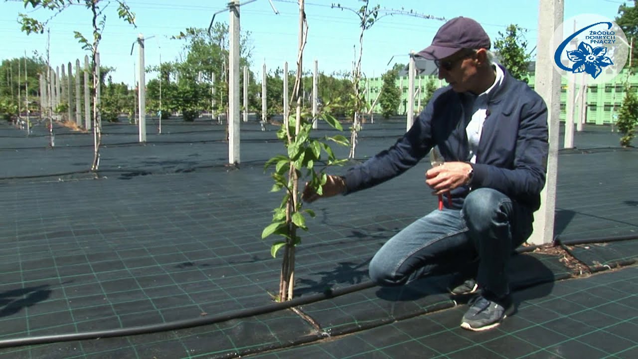 Aktinidia (mini kiwi) majowe zabiegi pielęgnacyjne część 2