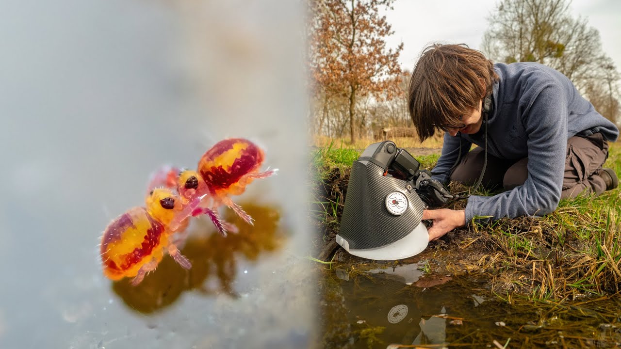Photographing and Filming tiny Water Springtails