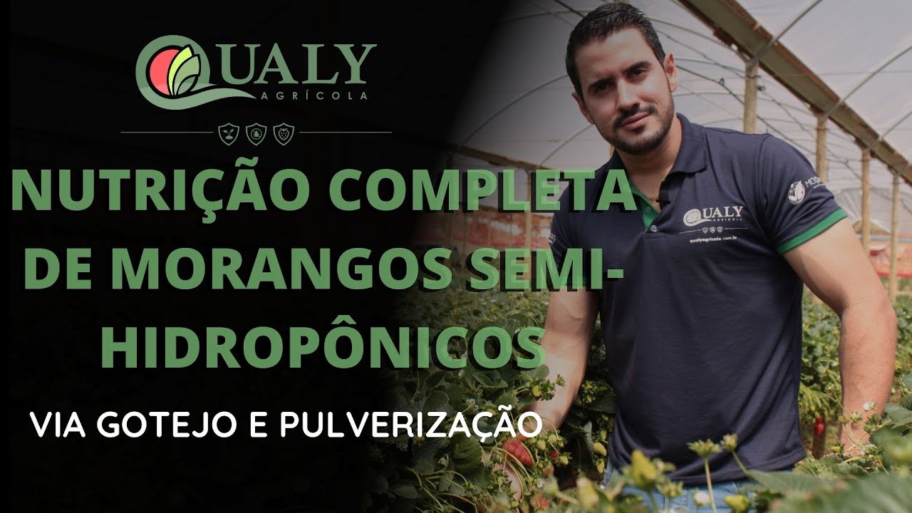 NUTRIÇÃO COMPLETA DE MORANGOS SEMI-HIDROPÔNICOS - VIA GOTEJO E PULVERIZAÇÃO / QUALY AGRÍCOLA