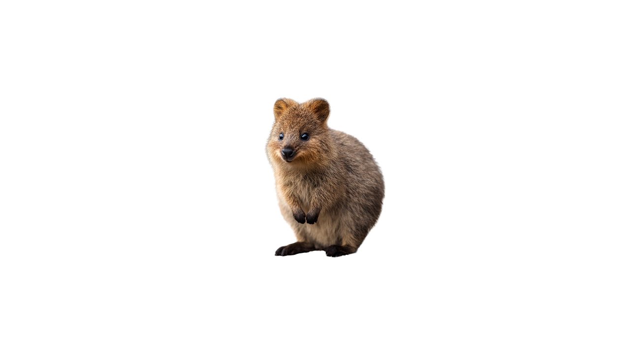 쿼카