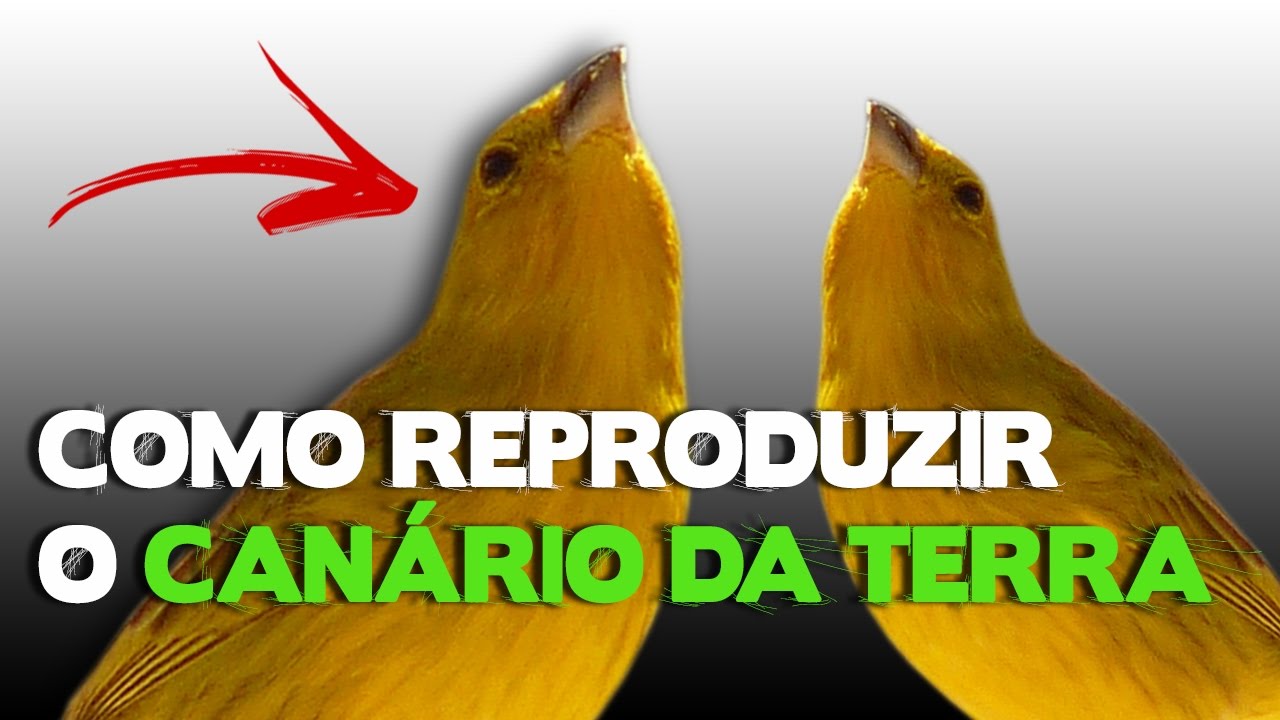 Como reproduzir o canário da terra - completo