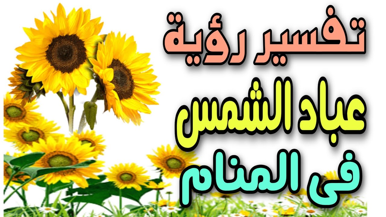 تفسير رؤية عباد الشمس فى المنام |  ما معنى رؤية دوار الشمس فى المنام