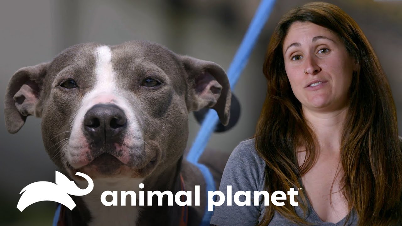 Tía María Torres habla sobre la personalidad de los perros | Pit bulls y convictos | Animal Planet