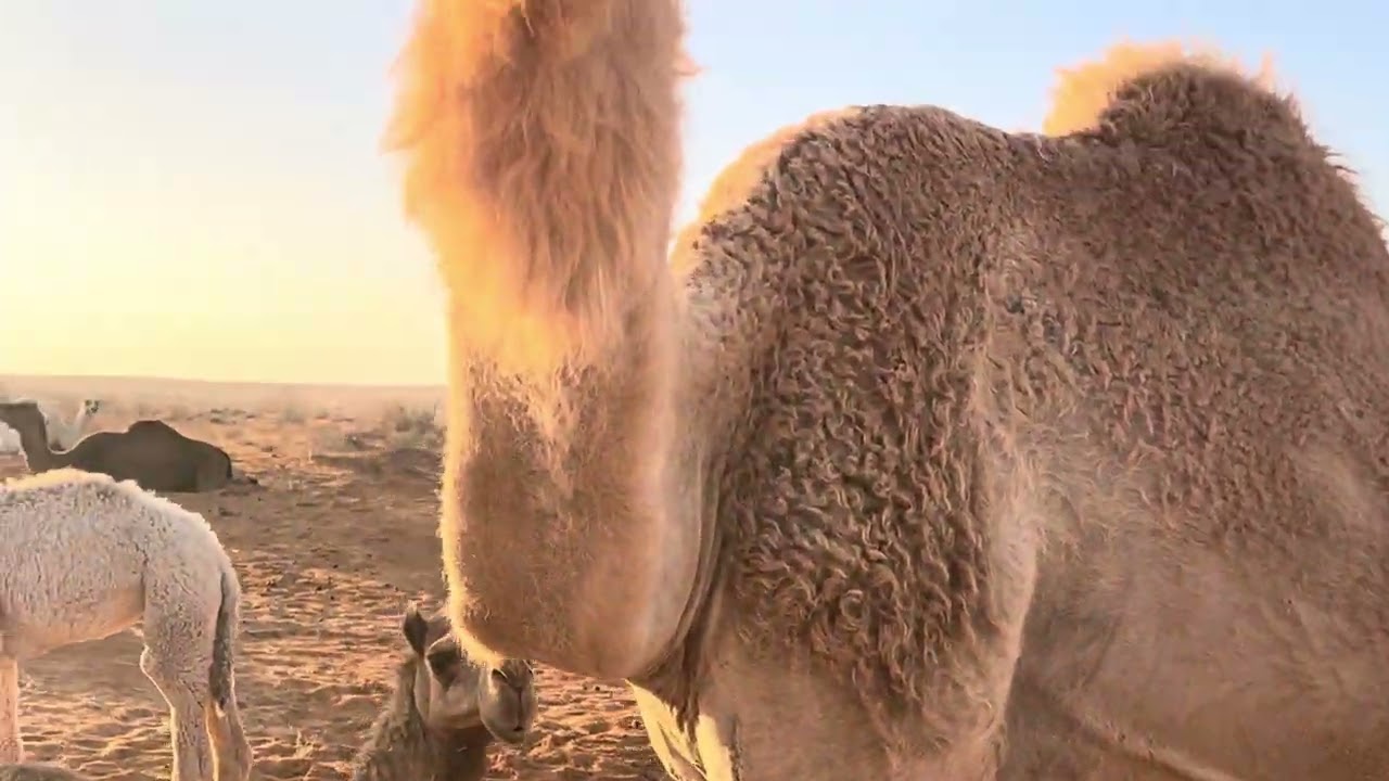 عشوائيات عند الابل ٢