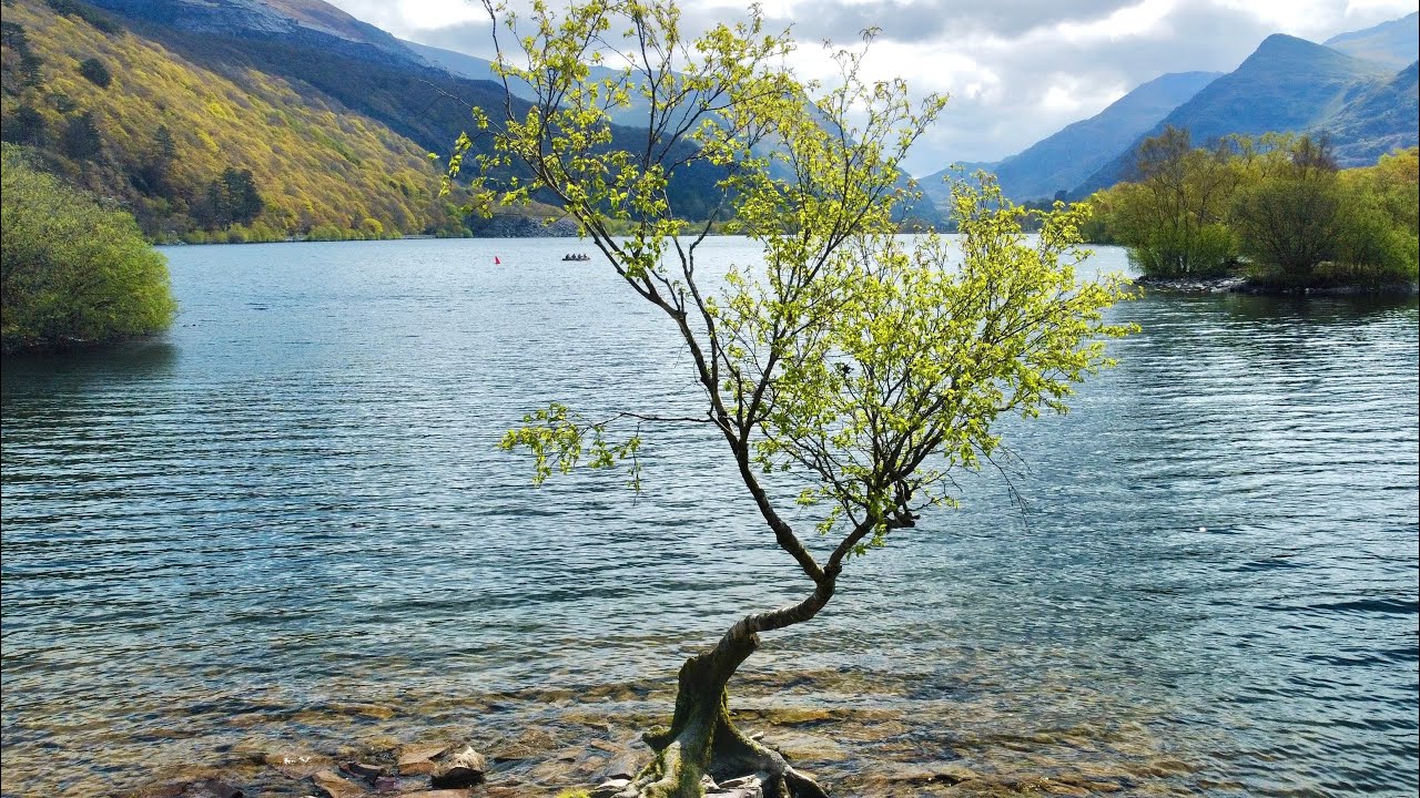 The Lonely Tree - Padarn Country Park