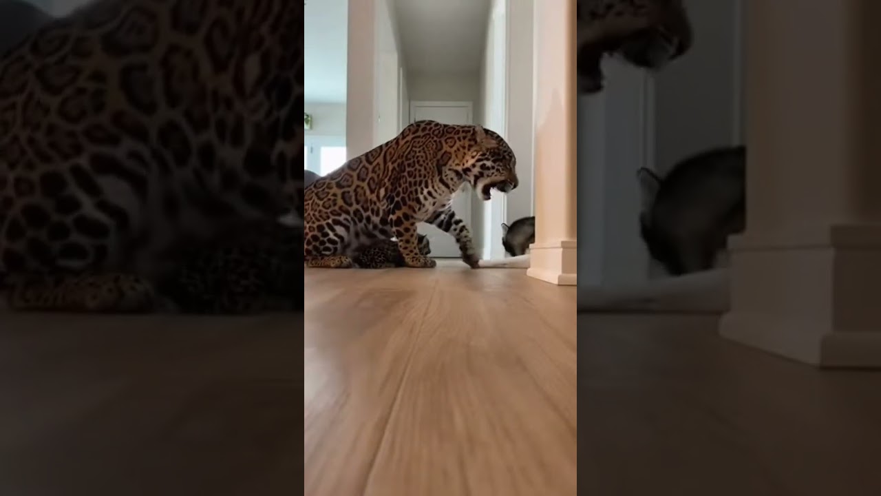 💥👑 Wrong Cub to Mess With &mdash; Jaguar Mother Delivers Instant Justice!