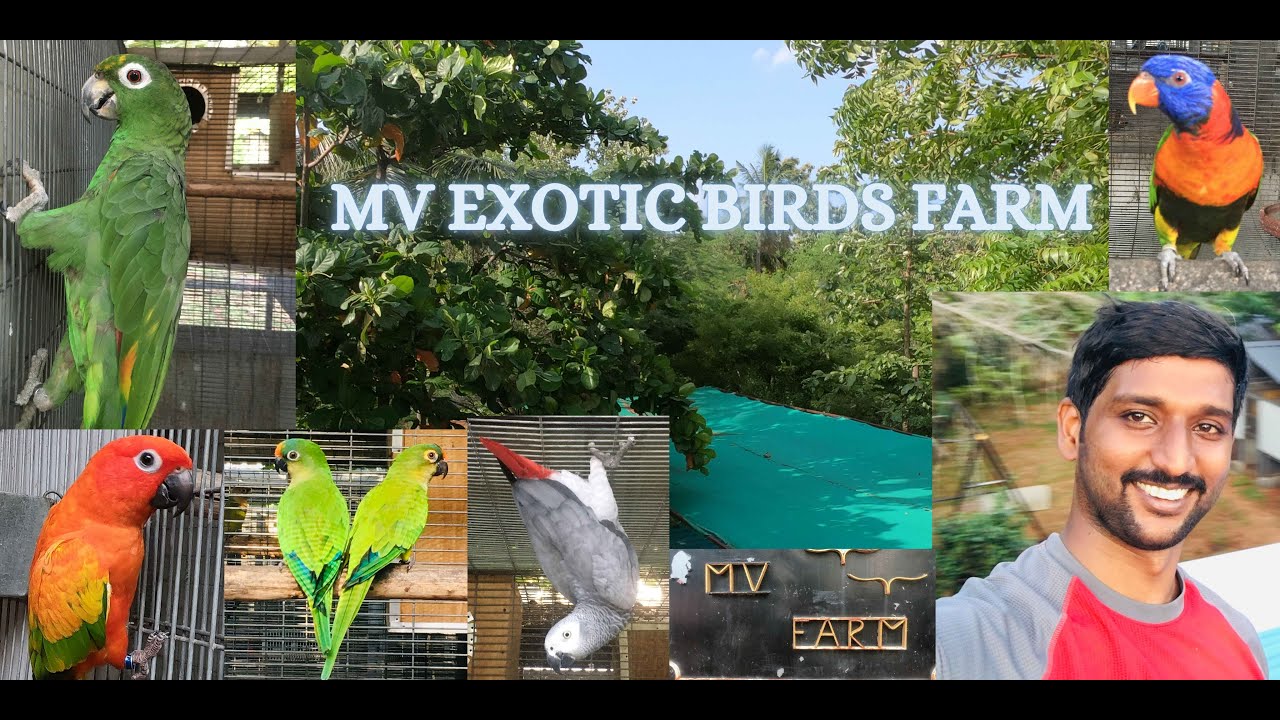 MV EXOTIC BIRDS FARM- MACAW,COCKATOO,AMAZON,CONURES,AFRICANGREY பறவைப் பண்ணை (தமிழ்)TOP CLASS AVIARY