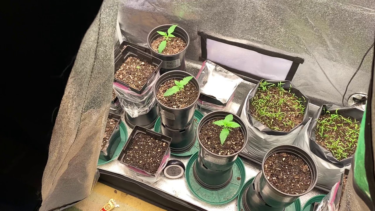 2021 Colorado Cannabis Outdoor grow Pt 1