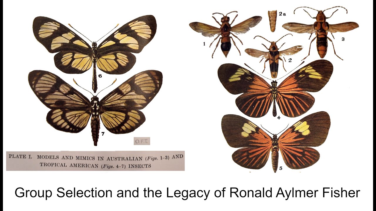 Group Selection and the Legacy of Ronald Aylmer Fisher
