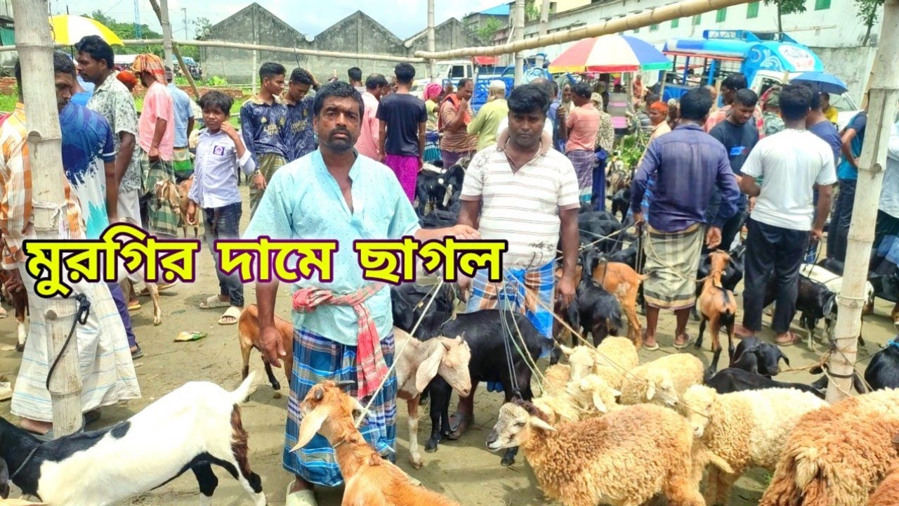 ছাগল বিক্রি হচ্ছে খুব কম দামে। দেশি ছাগল বাচ্চা সহ মা ছাগল পাঠা ছাগল। দেখুন বিস্তারিত।।