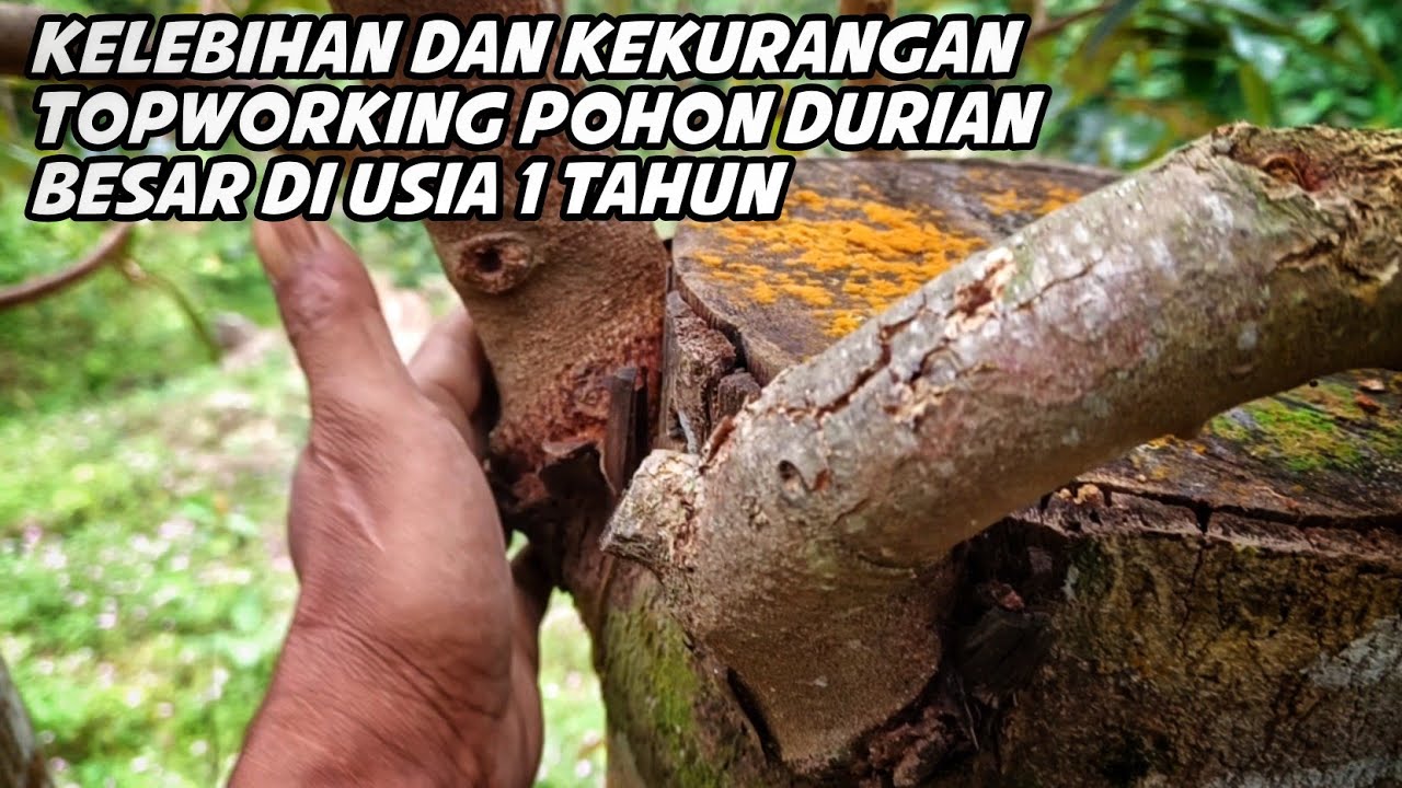 Kelebihan dan kekurangan topworking pohon durian besar umur 1 tahun