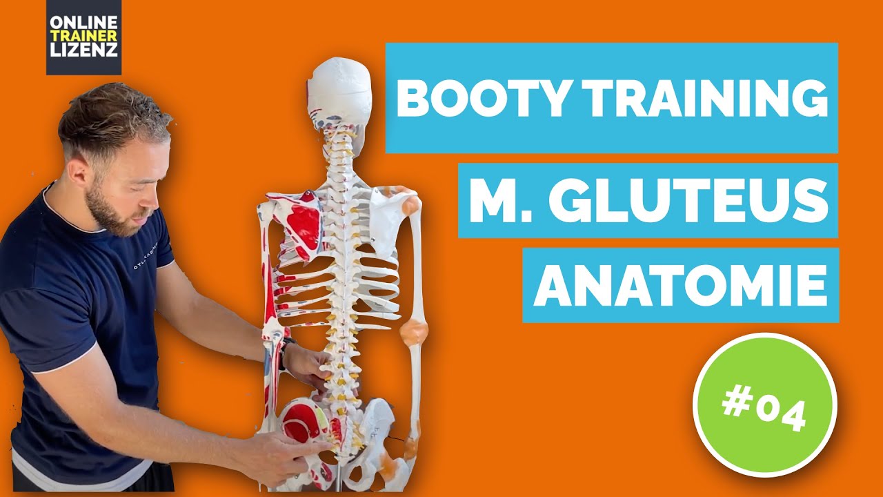 SO trainierst du deinen BOOTY optimal! Anatomie M. Gluteus / 2022 / Wissenschaftlich fundiert