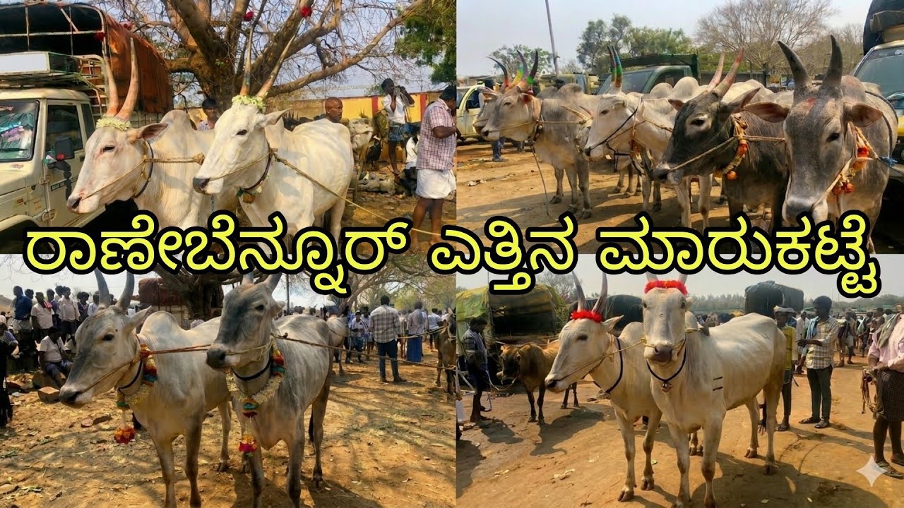 ರಾಣೇಬೆನ್ನೂರ್ ಎತ್ತಿನ ಮಾರುಕಟ್ಟೆ | Ranebennur Bulls Market | Incredible Vishaya