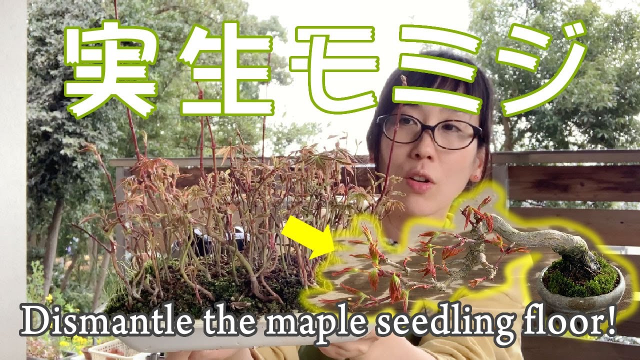 針金かけないでモミジを作る😃夢を見ながら実生床の鉢上げ／This maple does not wire！