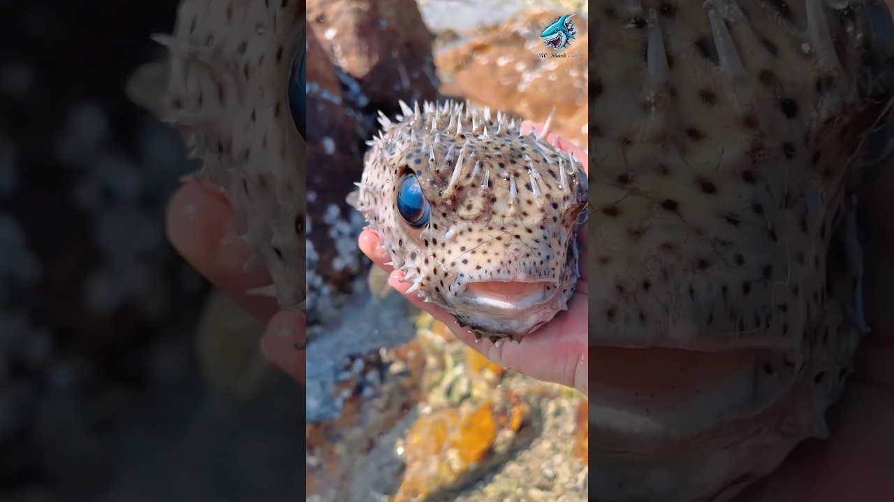 Let's Eat Pufferfish Hot Pot! | Seafood Review #food #seafoodreview #review #shortvideo