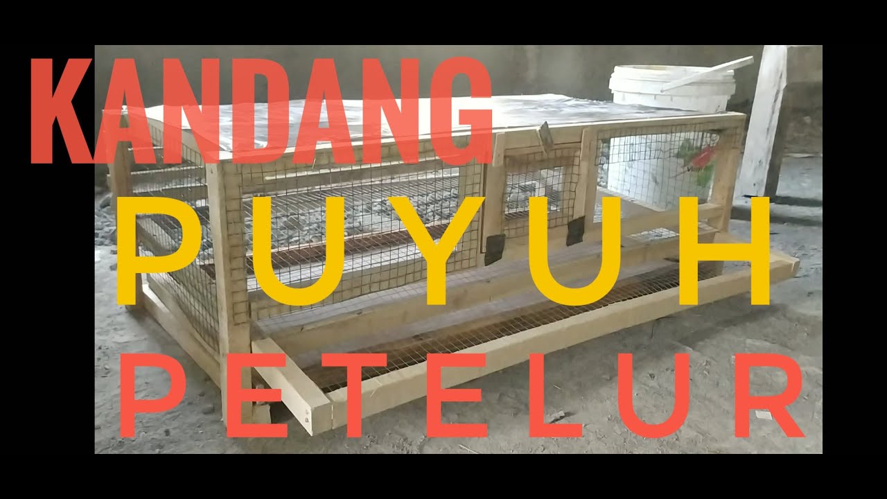 Cara Membuat Kandang Puyuh Petelur , Mencoba Bisnis Ternak Puyuh Petelur Mulai 100 Ekor ..