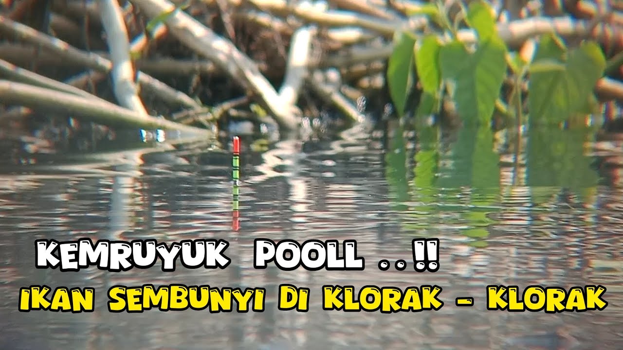 KEMRUYUK POL❗MANTAP IKAN SEMBUNYI DI KLORAK - KLORAK || spot mancing ikan nila liar