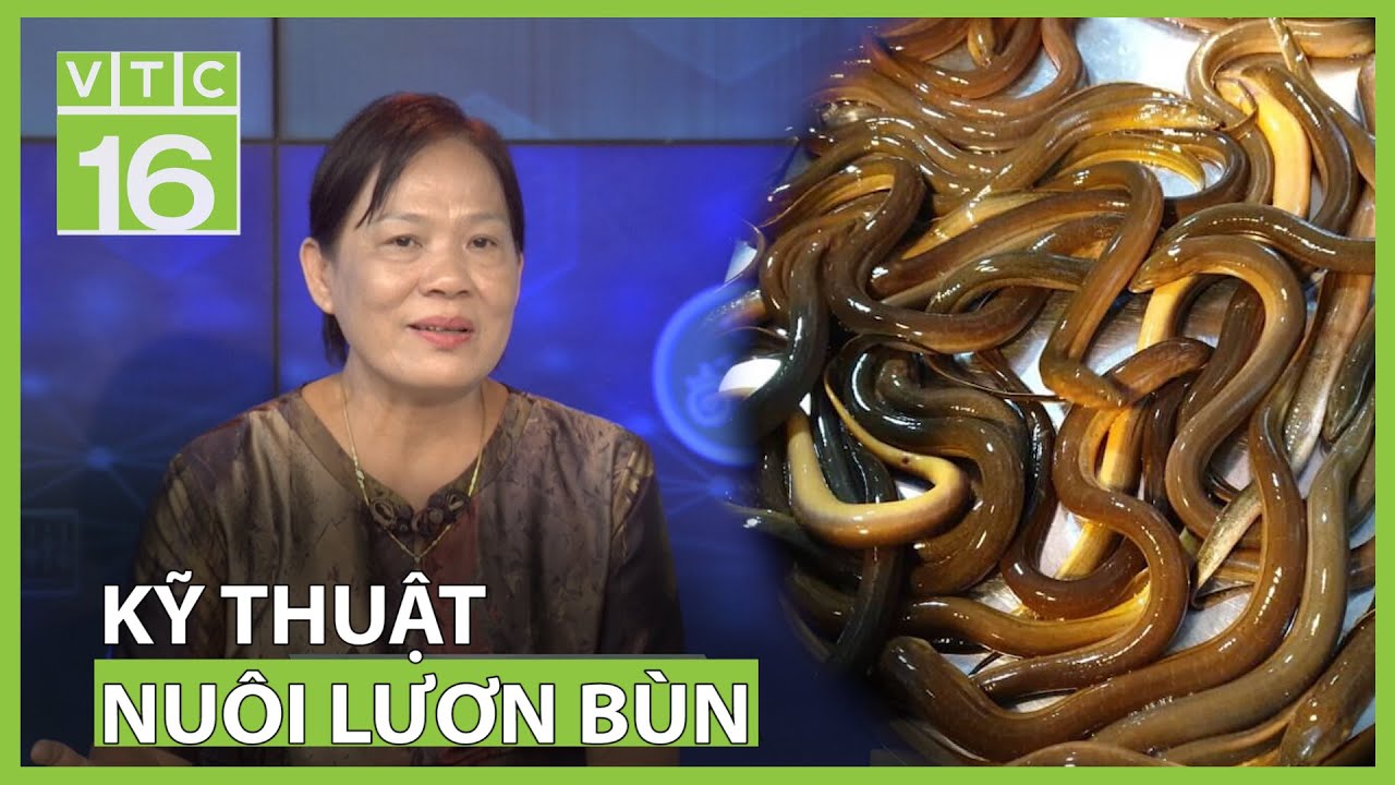 Chuyên gia hướng dẫn cách nuôi lươn bùn chuẩn | VTC16
