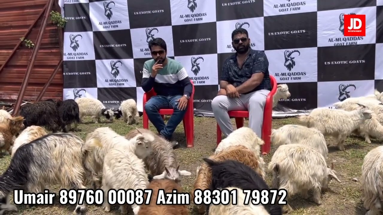 zing & angoora at Al muqaddas goat farm (pune)