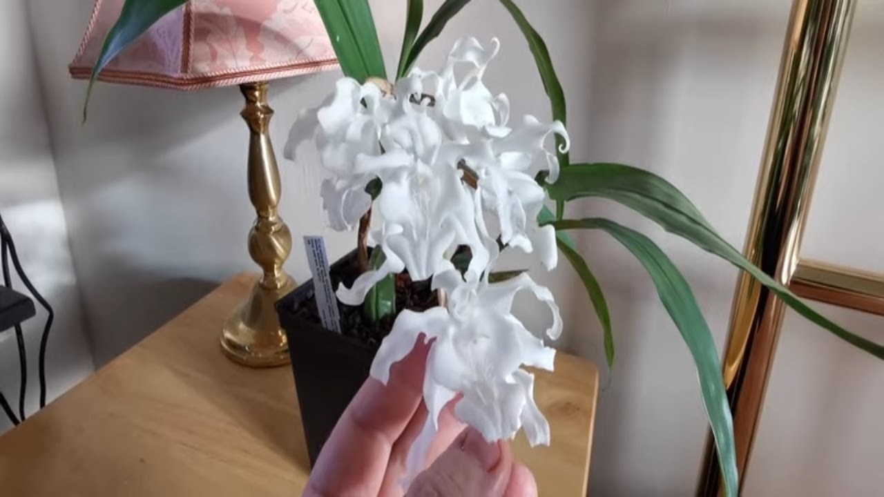 The pure white orchid Coelogyne cristata alba , a weirdly fragrant white orchid with curly petals!!!