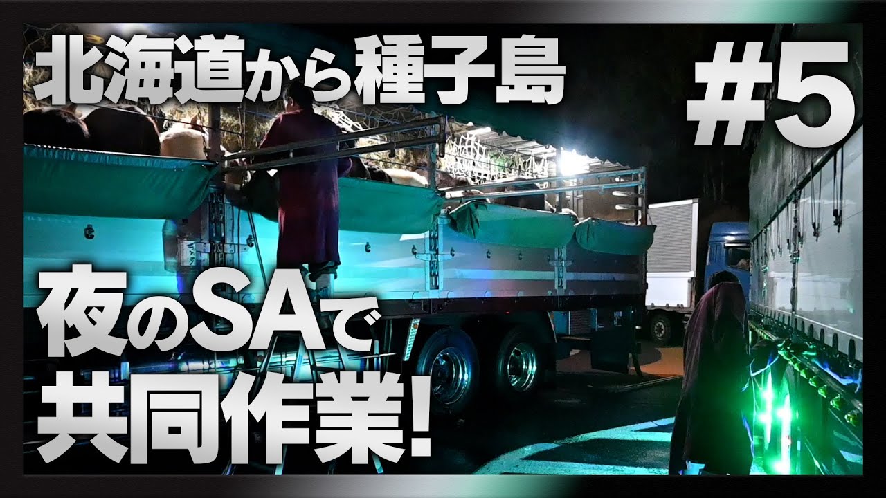 【長距離家畜車輸送完全密着#5】夜のSAで共同作業！？