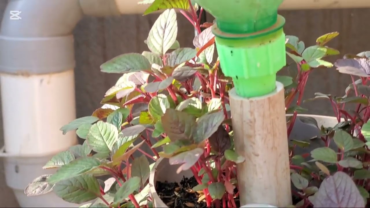 Hydroponics Vertical Farming