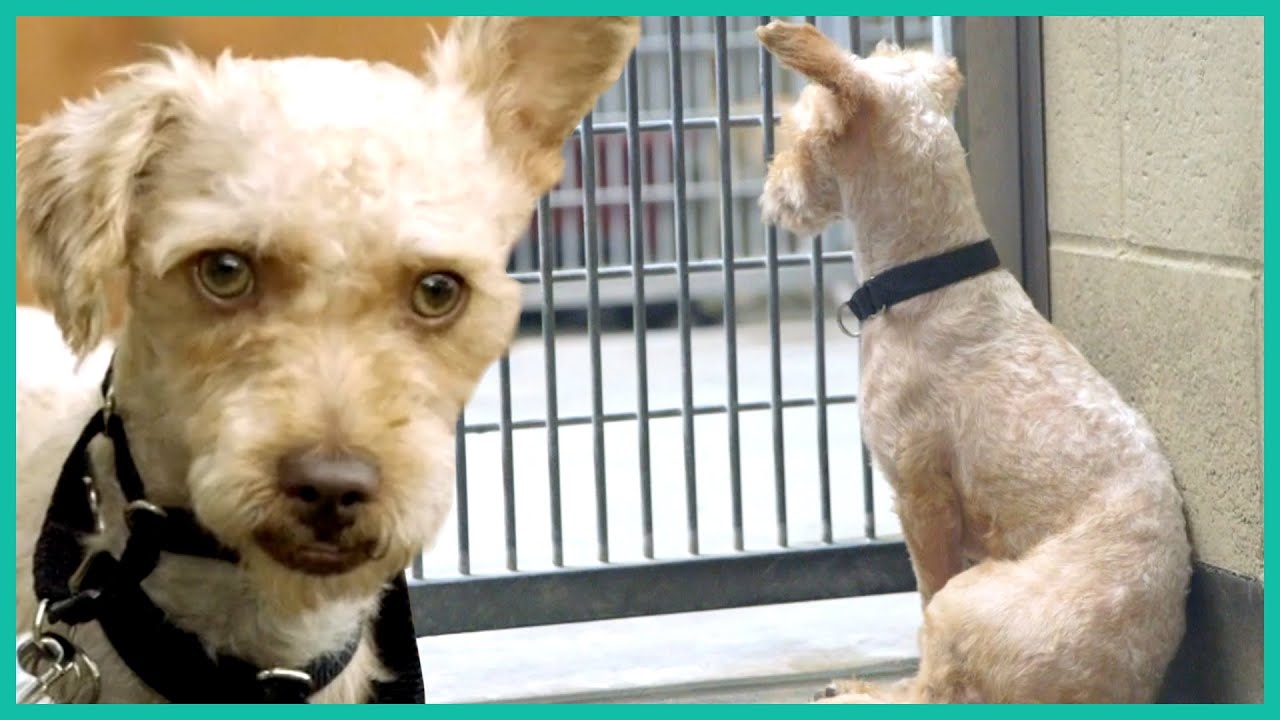 Saving an Anxious Dog from the Shelter | Lucky Dog