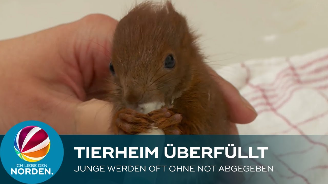 Hamburger Tierheim überfüllt: Junge Wildtiere werden oft ohne Not abgegeben